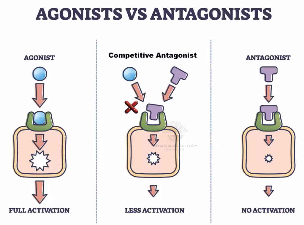 agonist and antagonists