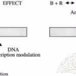 agonist antagonists