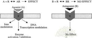 agonist antagonists
