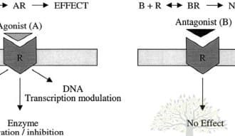 agonist antagonists