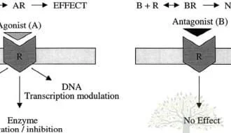 agonist antagonists
