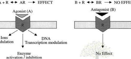 agonist antagonists