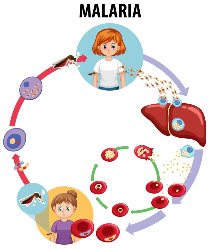 malaria life cycle