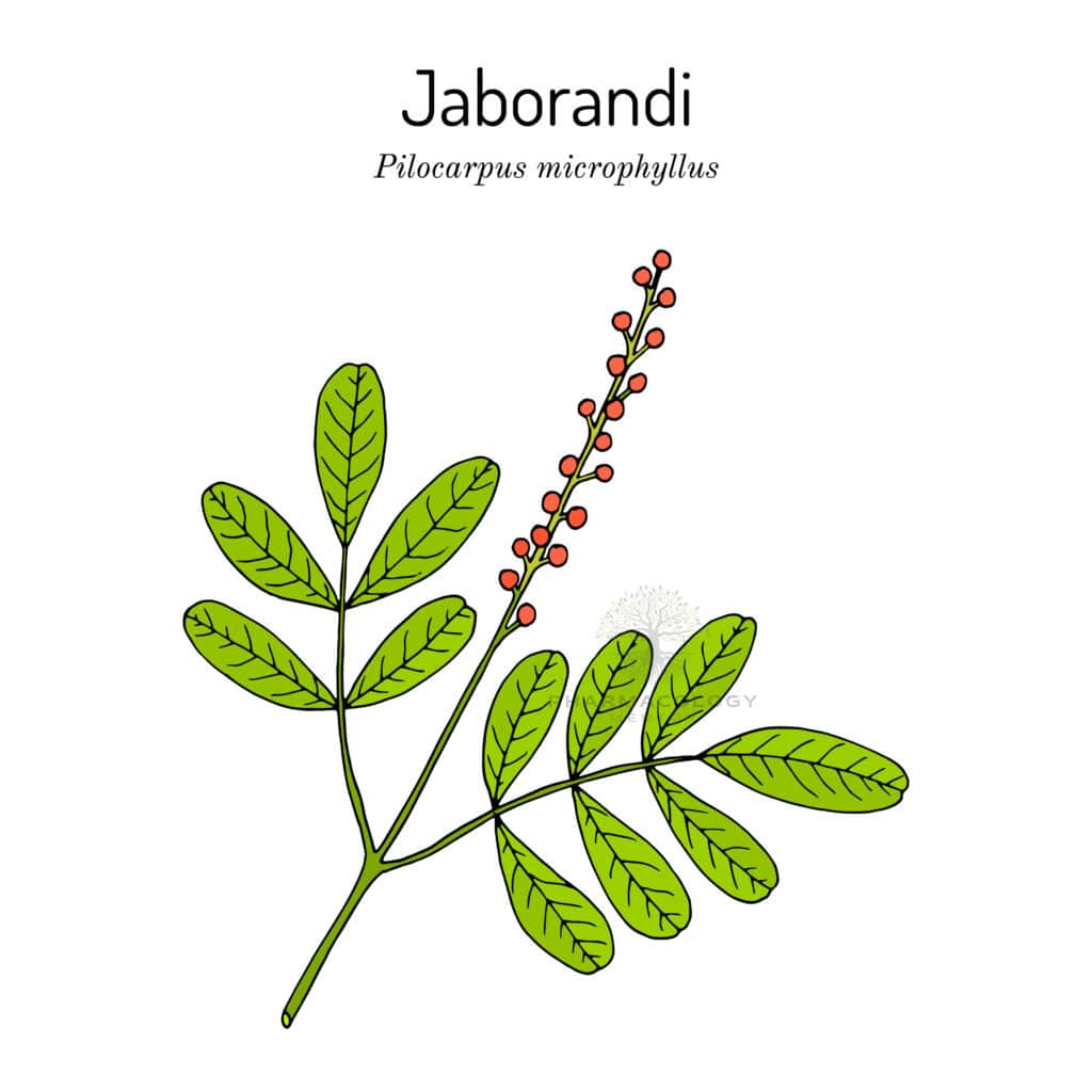 Pilocarpine is obtained from Maranham jaborandi Pilocarpus microphyllus medicinal plant