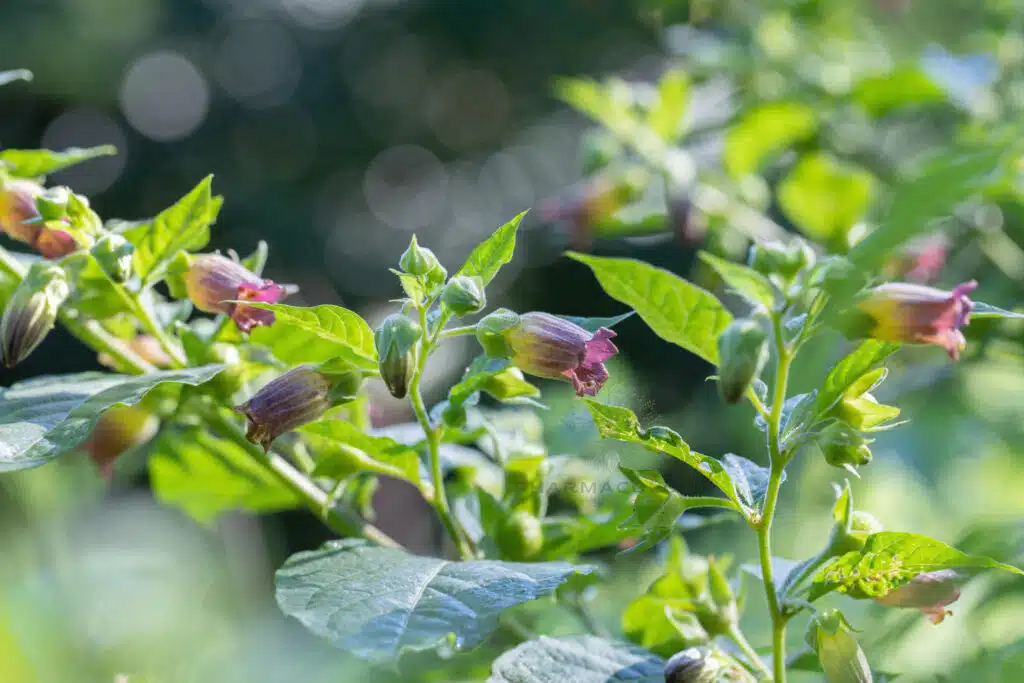 Atropine: Blossoms of deadly nightshade Atropa belladonna