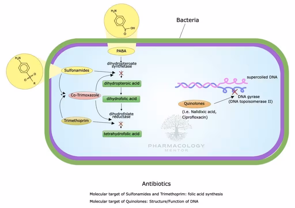 Fluoroquinolones MOA
