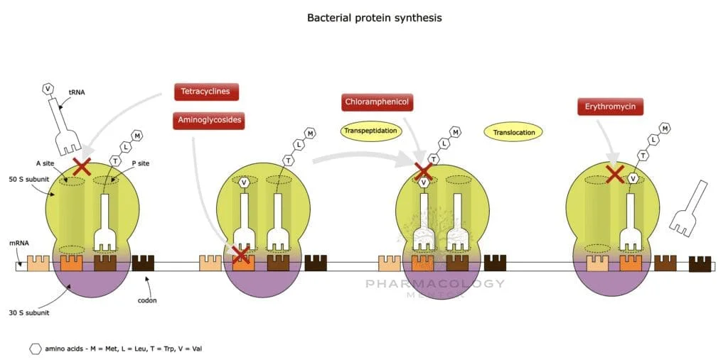 Protien synthesis inhibitors