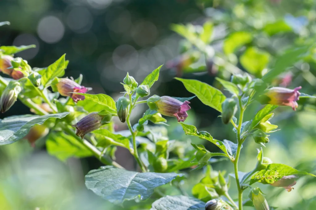 atropa belladonna