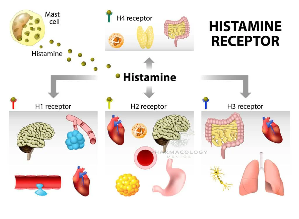 Histamine receptors
