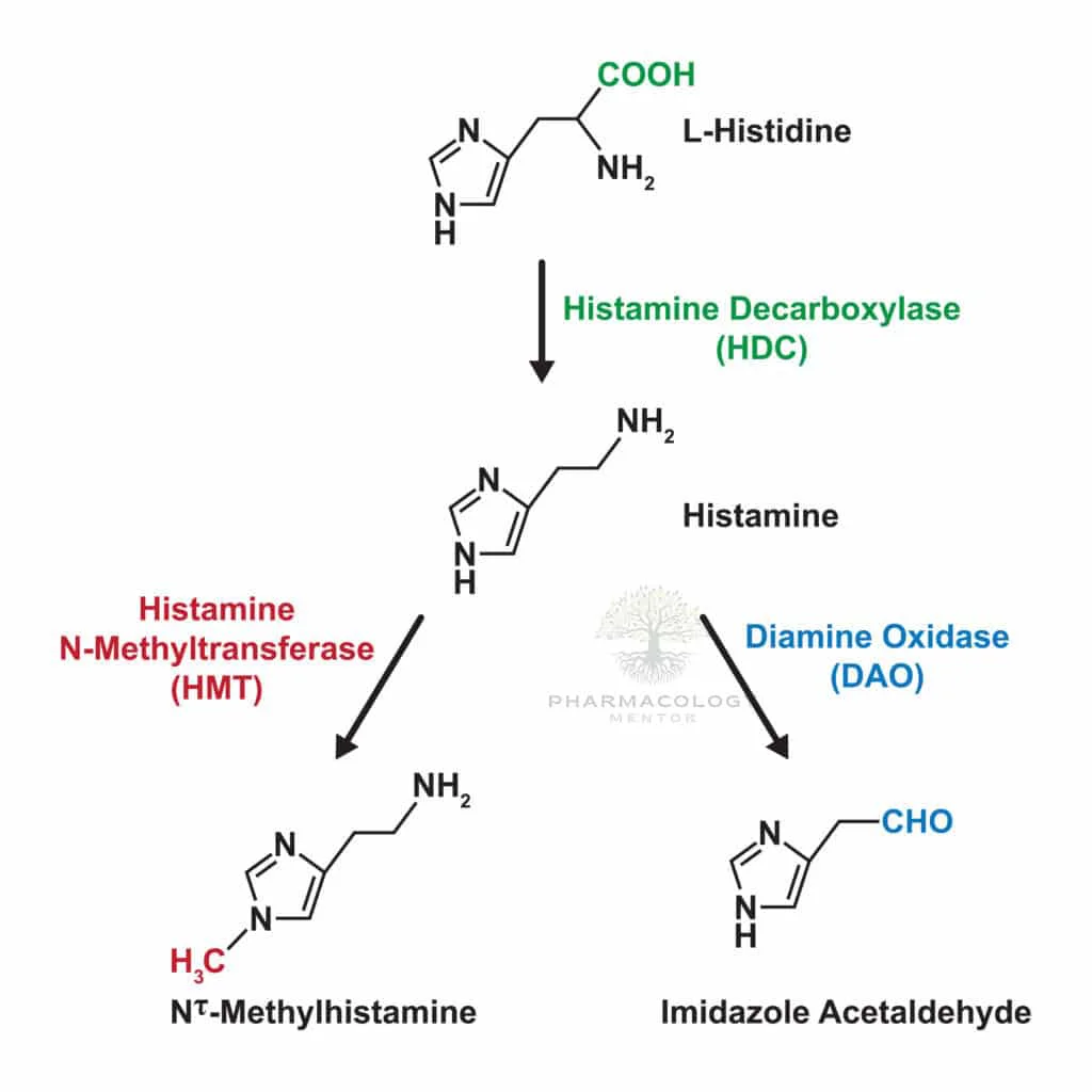 Histamine synthesis