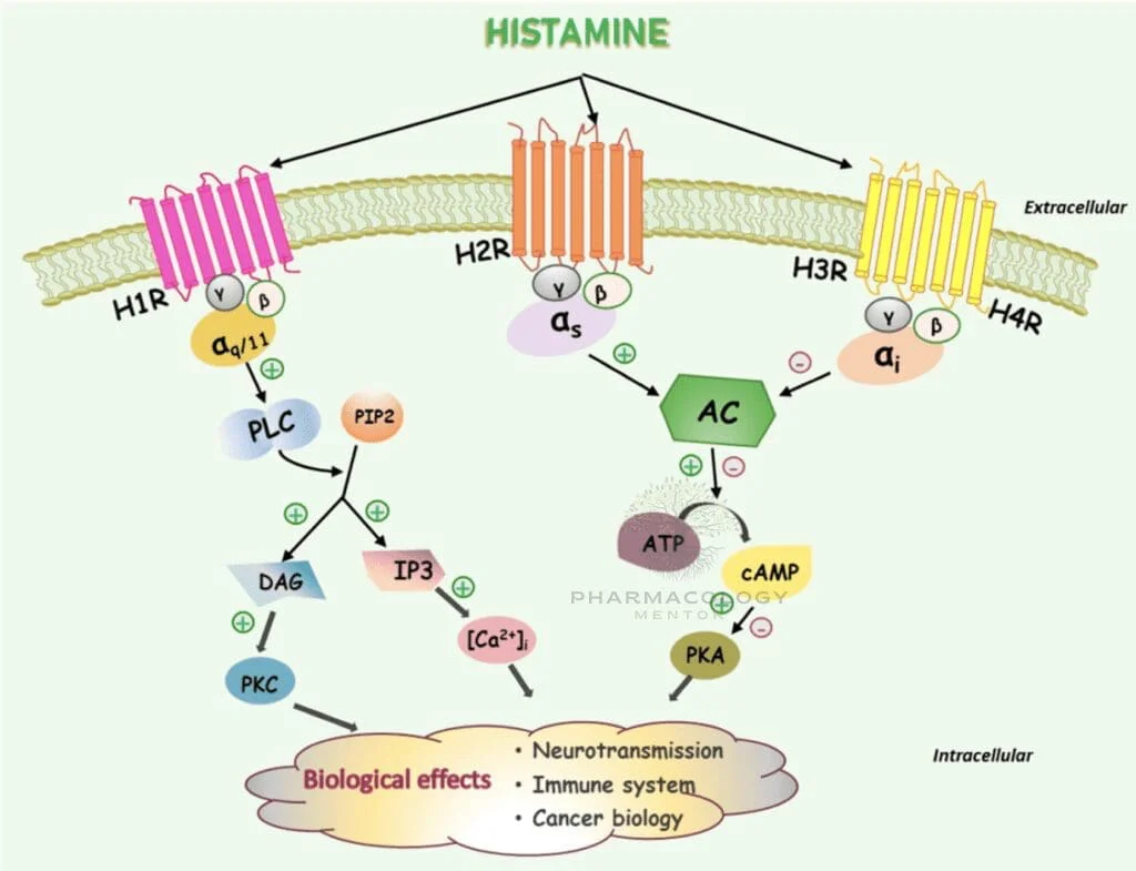Histamine receptors