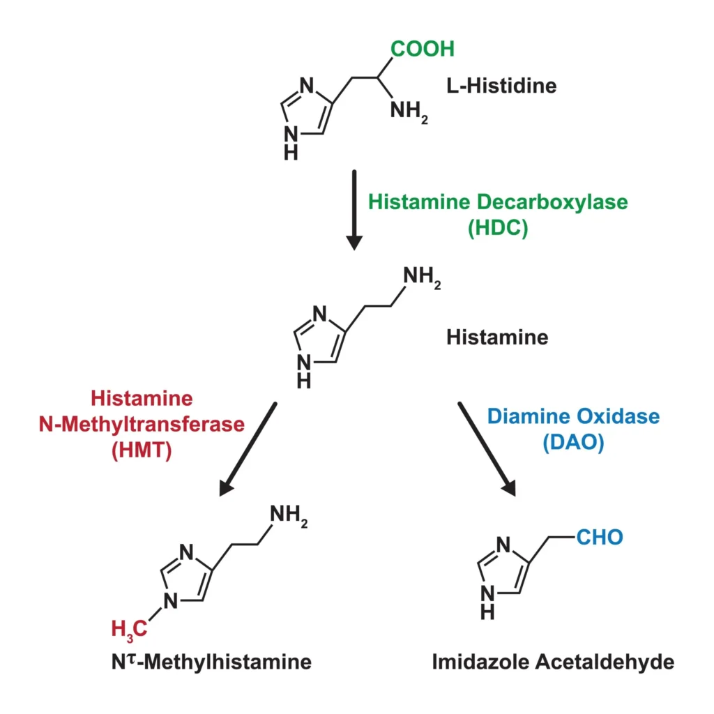 biosynthesis of histamine