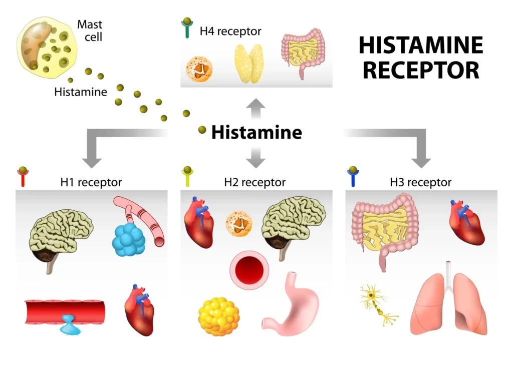histamine receptors