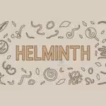 helminth: albendazole