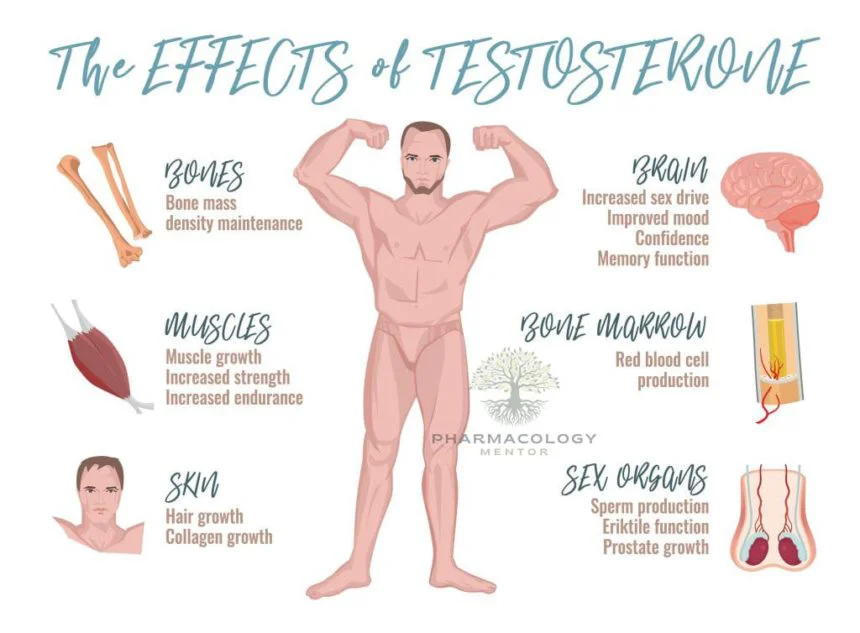 Testosterone