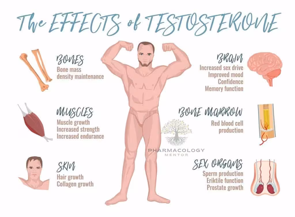 Testosterone