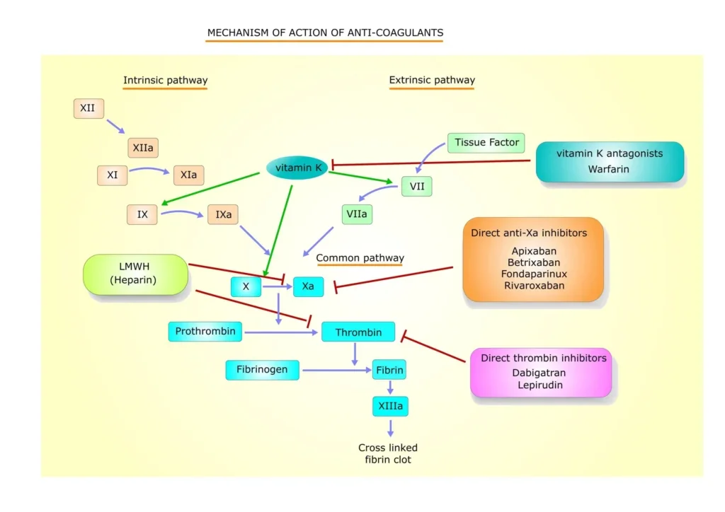 mechanism of action of anticoagulants