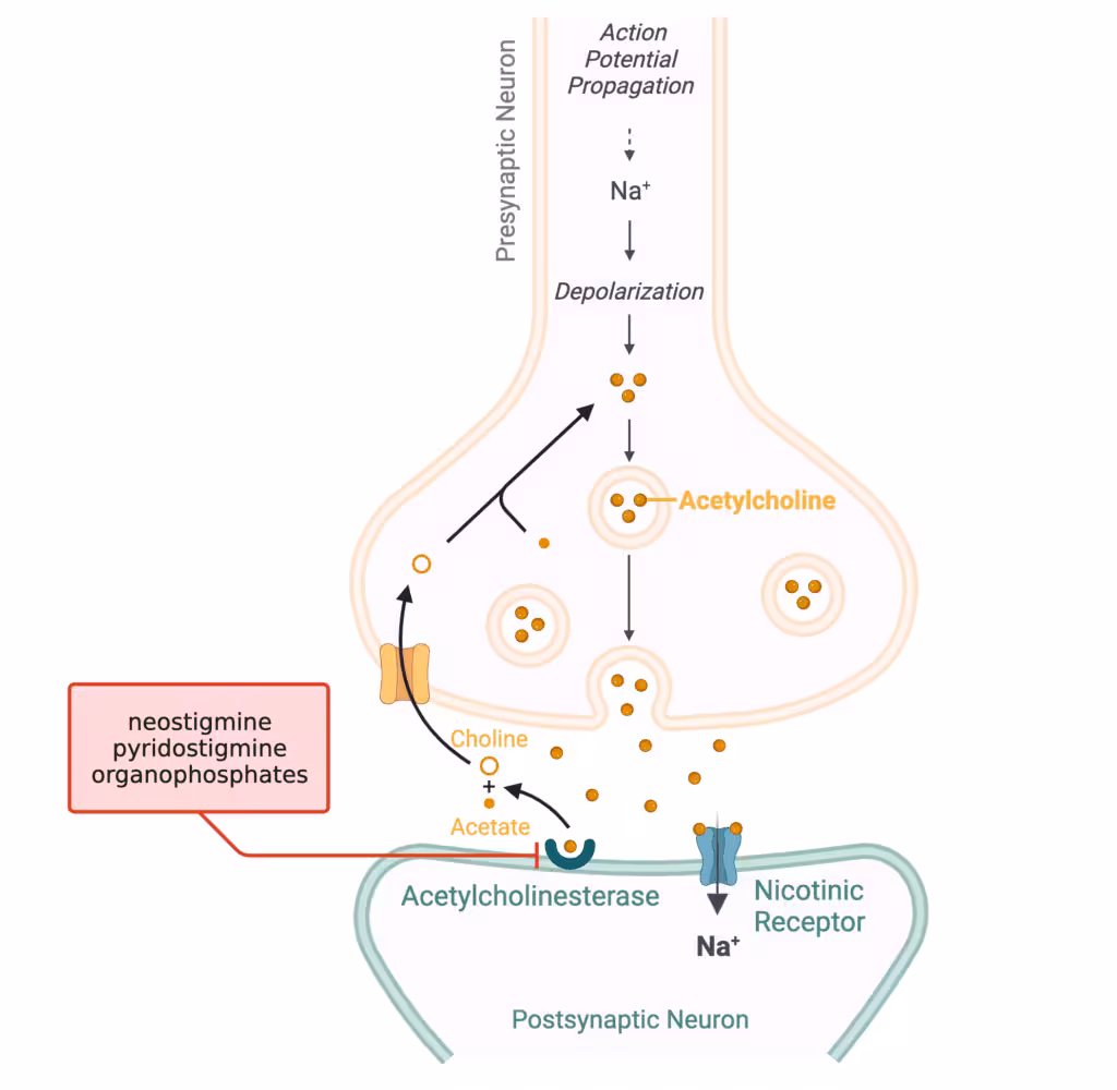 Cholinomimetic Drugs
