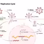Antiretroviral drugs