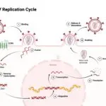 Antiretroviral drugs