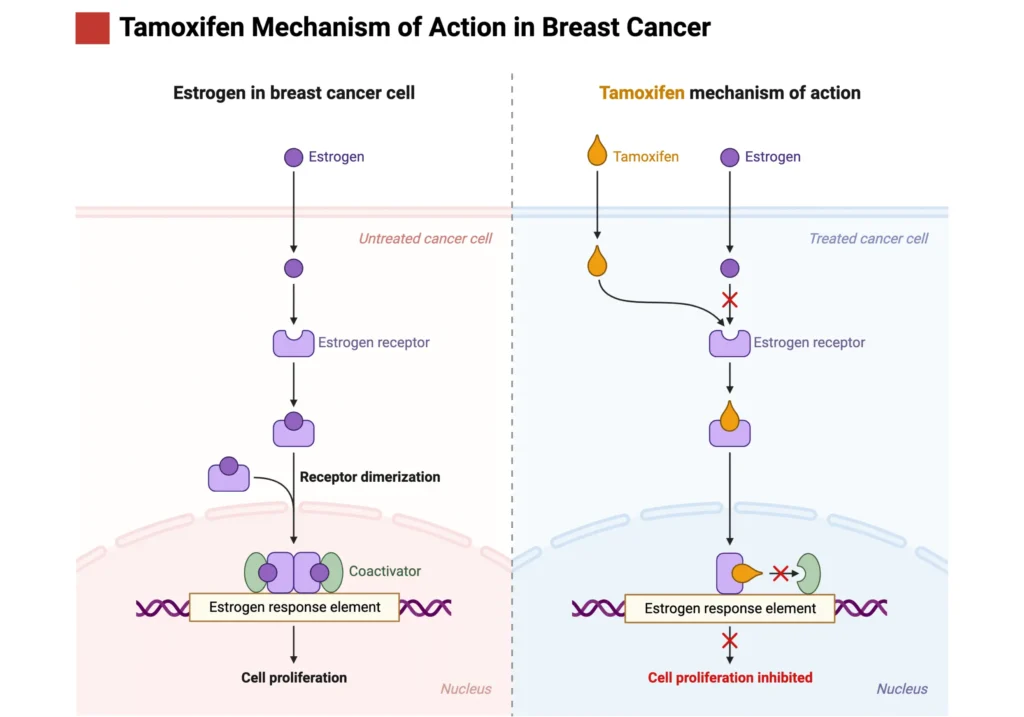 tamoxifen MOA