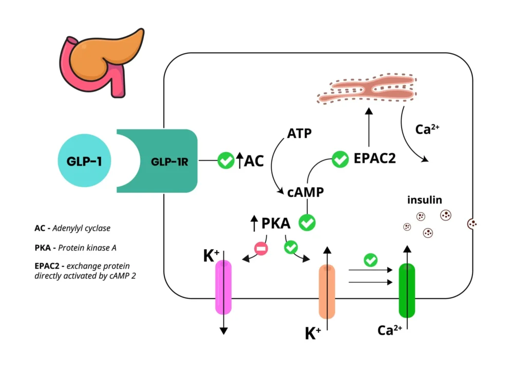 glp 1 agonist MOA