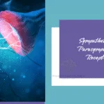 Sympathetic and Parasympathetic Receptors