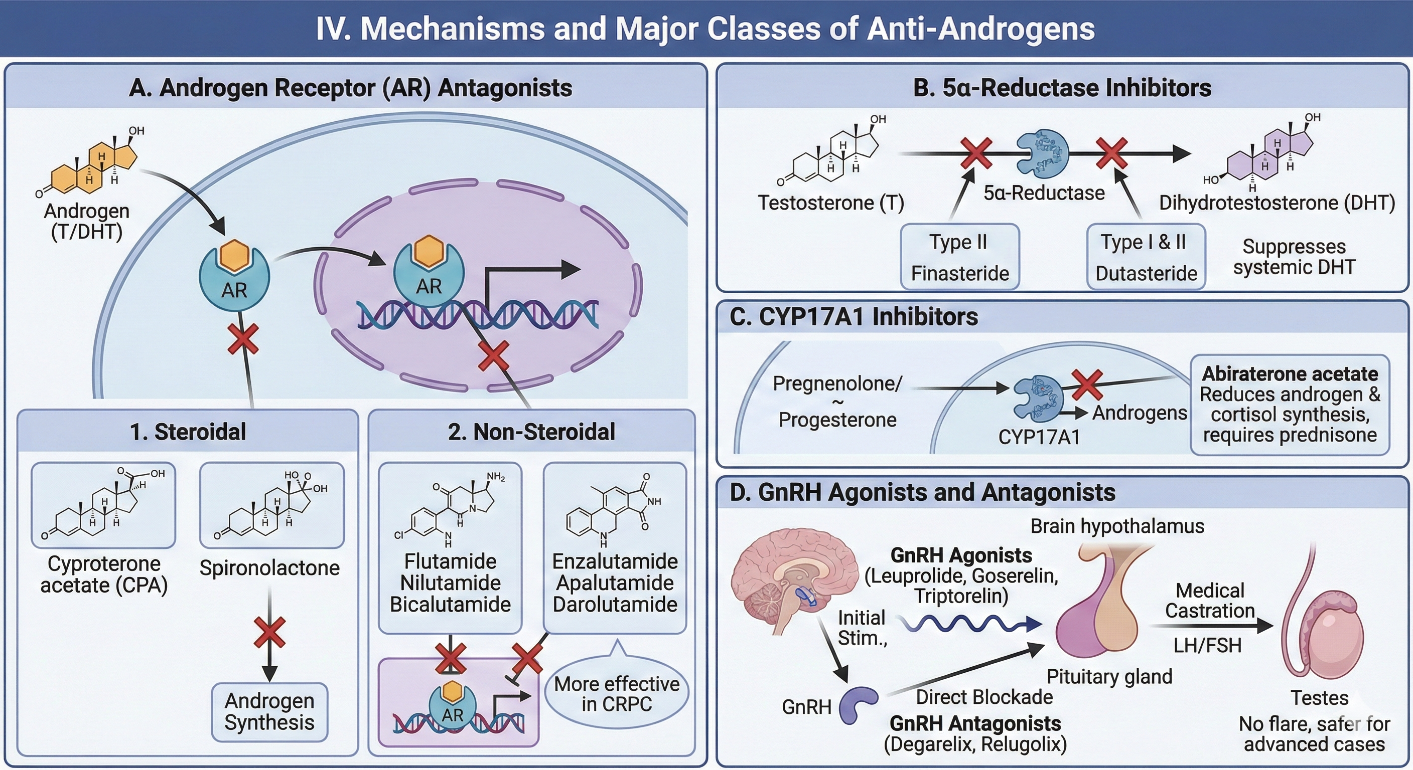 mechanism of action of antiandrogens