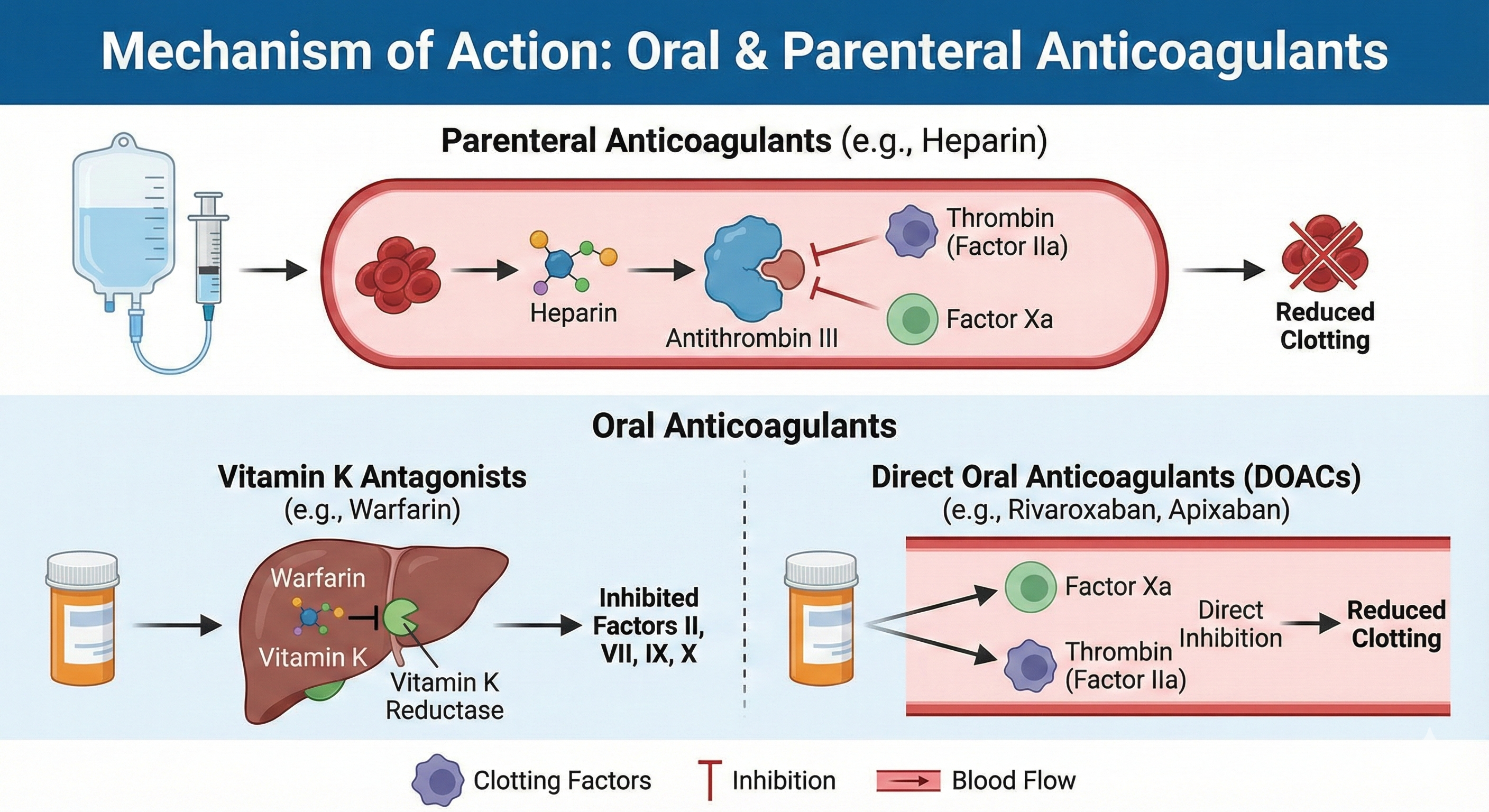 mechanism of action of anticoagulants
