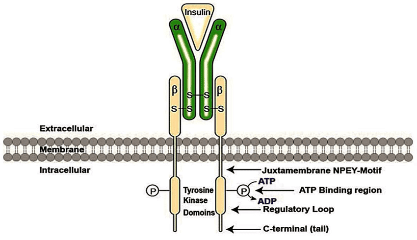 tyrosine kinase receptor