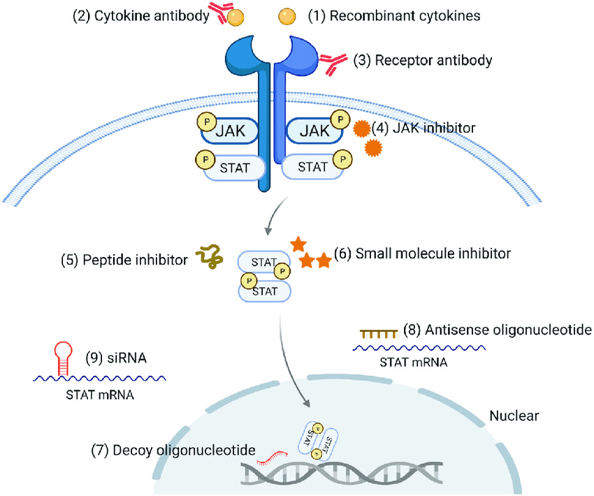 jak-stat receptor