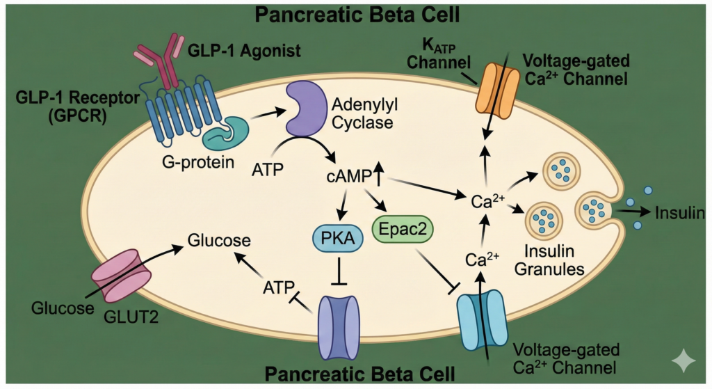 glp-1 agonist MOA